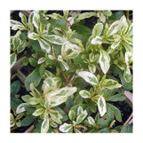 Pyracantha