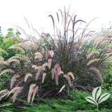 Purple Fountain Grass made by here at Twin Oaks Nursery & Supply