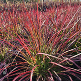 Purple Fountain Grass