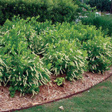 Henry's Garnet Sweetspire