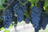 Grapes