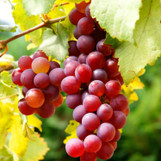 Grapes