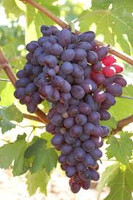 Grapes