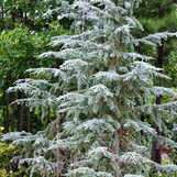 Cedrus Deodara