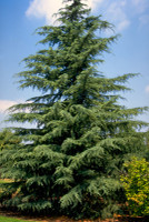 Cedrus Deodara