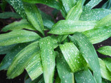 Cast Iron Plant