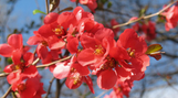 Texas Scarlet Quince