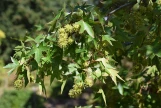 Sweetgum