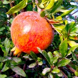 Pomegranate