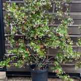Madison Hardy Star Jasmine