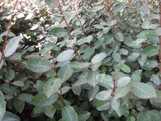Elaeagnus