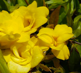 Carolina Jessamine