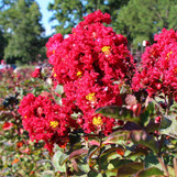 Crape Myrtle 'Red Rocket'
