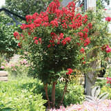 Crape Myrtle 'Red Rocket'