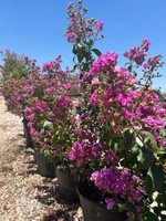 Crape Myrtle 'Catawba'
