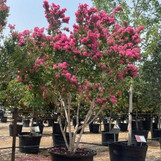 Crape Myrtle 'Tuscarora'