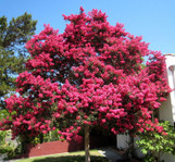Crape Myrtle 'Tuscarora'