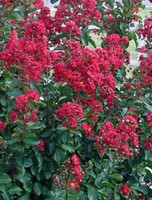 Double Feature Crape Myrtle made by here at Twin Oaks Nursery & Supply
