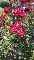Double Feature Crape Myrtle
