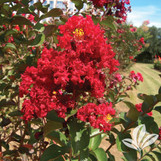 Crape Myrtle 'Dynamite' made by here at Twin Oaks Nursery & Supply
