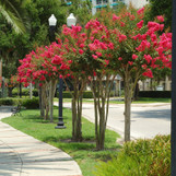 Crape Myrtle 'Dynamite' Crape Myrtle 'Dynamite'