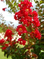 Crape Myrtle 'Miss Frances' made by here at Twin Oaks Nursery & Supply