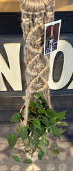 Macrame Plant Hanger
