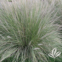 Lindheimer Muhly Grass made by here at Twin Oaks Nursery & Supply