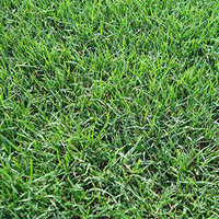 Bermuda Seed Unhulled & Coated - 50 lb made by here at Twin Oaks Nursery & Supply