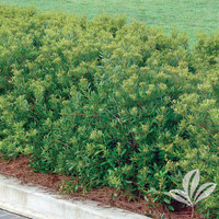 Southern Waxmyrtle made by here at Twin Oaks Nursery & Supply