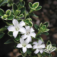 Snow Rose - White Margin