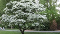 Chinese Fringe made by here at Twin Oaks Nursery & Supply