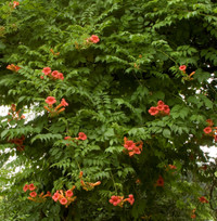 Madam Rosy Trumpet Creeper