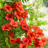 Madam Rosy Trumpet Creeper