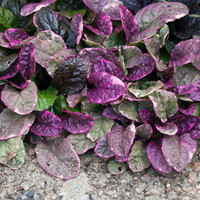  Perennials Twin Oaks Nursery & Supply