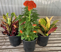 Annuals -All Varieties