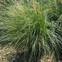 Adagio Maiden Grass