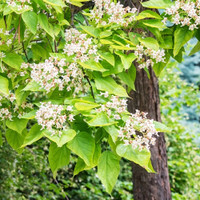 Catalpa made by here at Twin Oaks Nursery & Supply