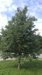 Chinkapin Oak (Chinquapin)