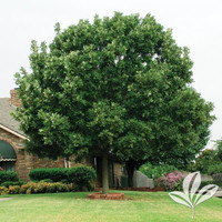 Bur Oak made by here at Twin Oaks Nursery & Supply