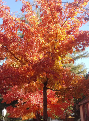 Shantung Maple made by here at Twin Oaks Nursery & Supply