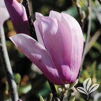 Magnolia 'Jane' made by here at Twin Oaks Nursery & Supply
