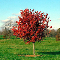 Red Maple 'October Glory'