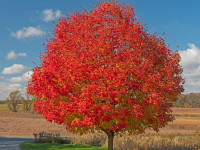 Red Maple 'October Glory'