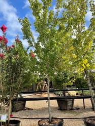 Drummond Red Maple made by here at Twin Oaks Nursery & Supply