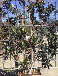 Magnolia 'Little Gem' Espalier