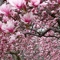Magnolia 'Ann' made by here at Twin Oaks Nursery & Supply