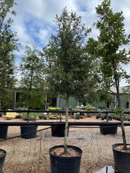 Live Oak made by here at Twin Oaks Nursery & Supply