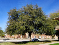 Live Oak