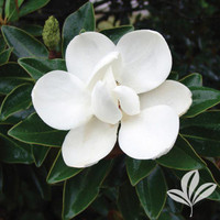 Magnolia 'Little Gem'